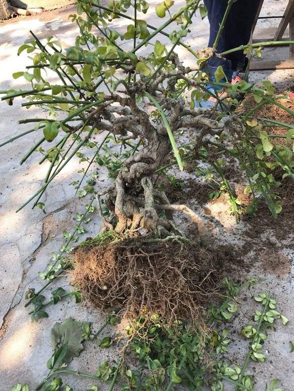 盆栽迎春花修剪3要素，花后及时剪，株型美，下次开花翻倍