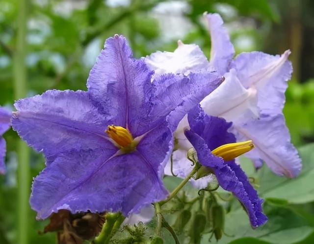 大咖分享 | 蓝色花境植物有那些？