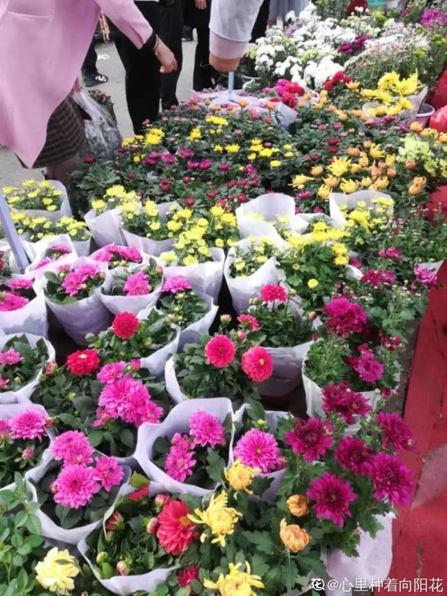 逛花市去捡漏，买了一堆长寿花，拿回来竟然全活了