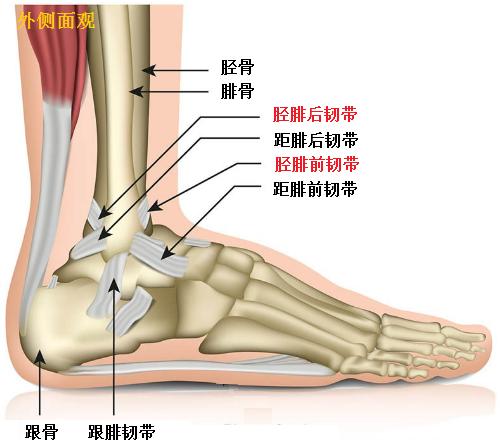 【卫生社团】踝关节疼痛别大意，警惕踝关节撞击综合征！