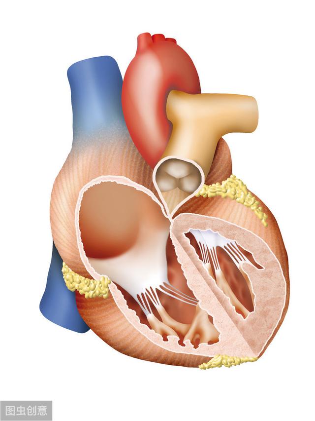 心脏瓣膜|如何治疗瓣膜疾病？瓣膜置换术有何风险？曲医生从专业角度分析