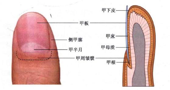 甲结构示意图(图引自《皮肤性病学》) 指甲每三个月大约生长1公分,脚