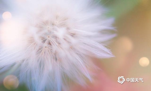 细致入微！微距镜头捕捉花草别样美
