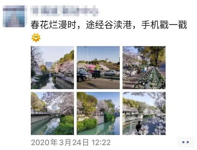 「趣旅游」趁樱色,入画来!