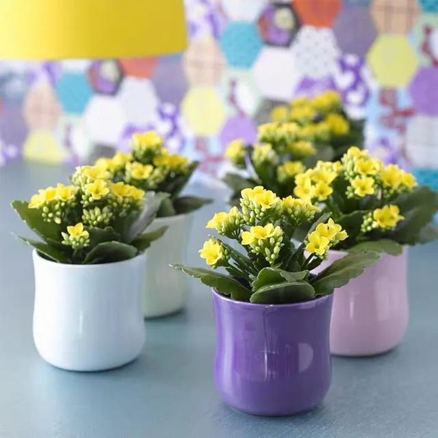 长寿花开花了，这4件事不要做，小心落花又落蕾