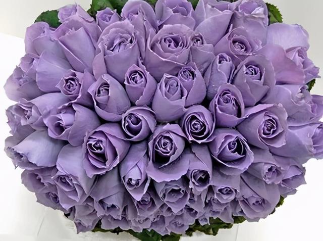 大咖分享 | 蓝色花境植物有那些？