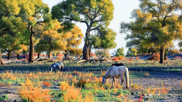 「旅行百事通」远古胡杨沧桑千年，邂逅大漠胡杨，遇见人间秘境