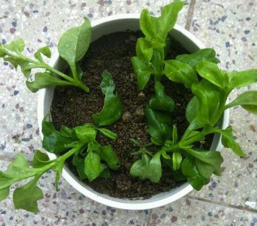 牡丹|一根茎就能长满一个阳台的牡丹吊兰，不用管才好开花