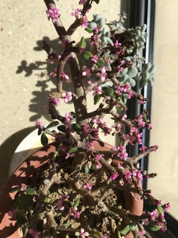 11月，千万别买这种花，养不活惹一肚子气