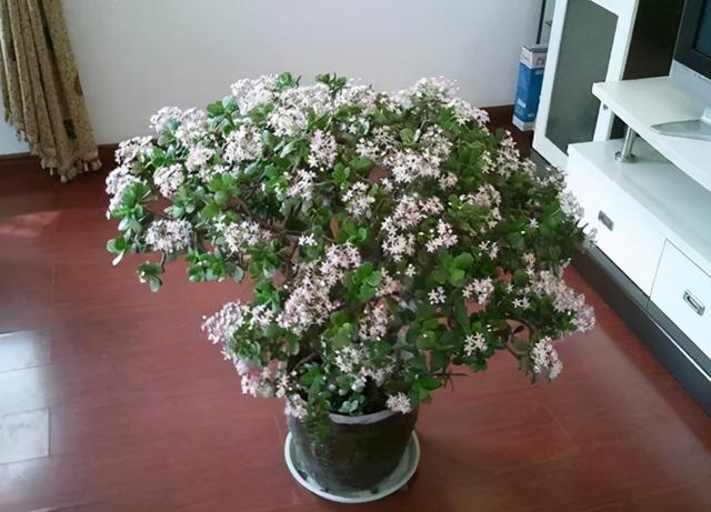 天冷养玉树盆栽，满足3条件，加速木质化成老桩