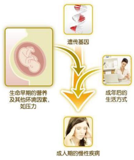 亲人族|「科普」会吃的妈妈，健康的宝宝——妊娠期的营养需要