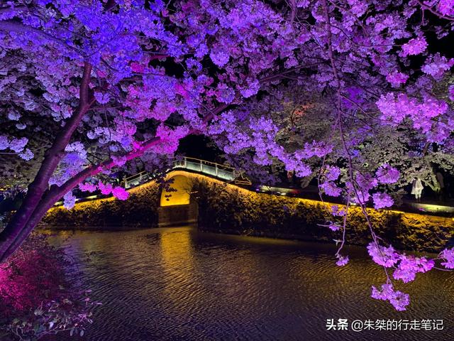 #趣旅游#园内3万多株樱花树 为世界三大赏樱胜地之一 最美花期却仅有七天