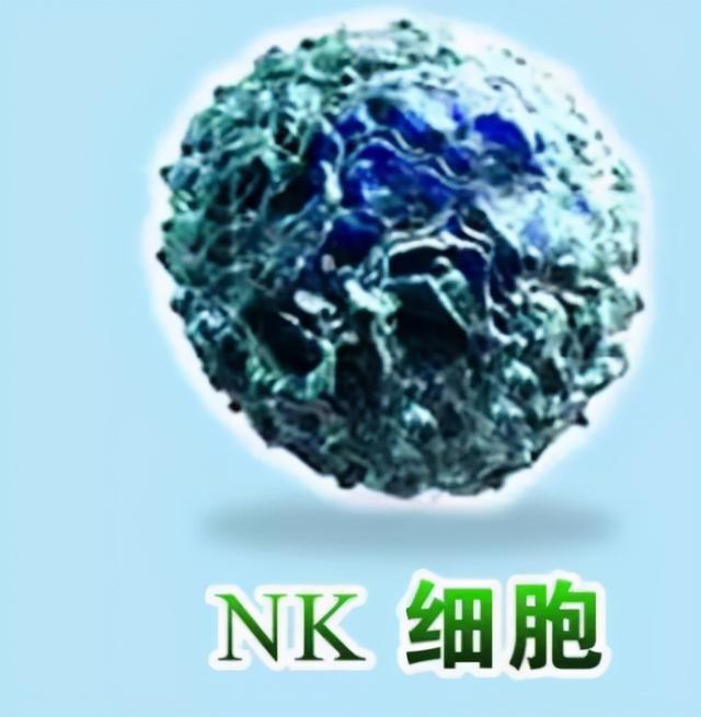 NK细胞，是抵御疾病和延长寿命的关键？