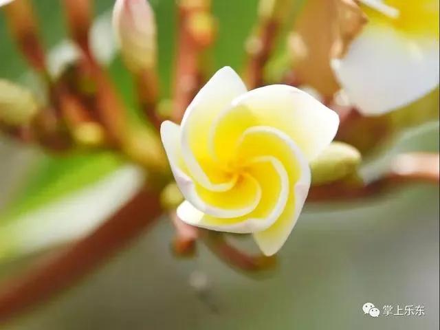 旅行柚子君■这个春天,乐东的花又开好了 趁着花期,可以出去赏花哦!