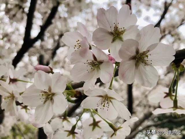 玩乐足迹:阳春三月泰州人民公园,粉红的樱花已绽放枝头,快来踏青赏花