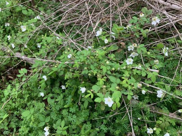 草莓|杭州有人四处托人找这东西！以前村里遍地都是，现在身价暴涨……