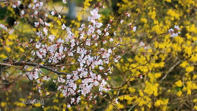 「旅行百事通」实名曝光西安这几个地方的春天，太美了…