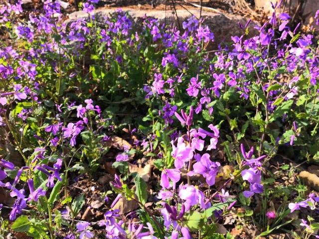 『约吗旅行』迎着春光，赴一场花海之约~