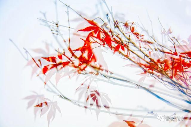 #新湖南#寻找摄影师丨罗红英:收集美丽的画卷