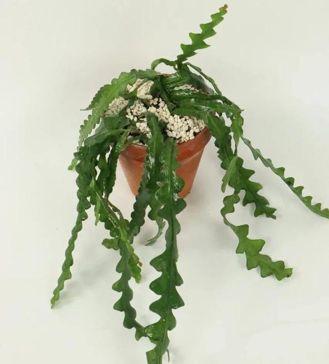 冬天就养耐阴花，没光也能开爆盆，扔角落自己疯长