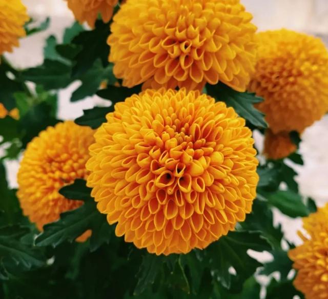 市场|春天在哪里？来杨浦这个花鸟市场找找春天的颜色