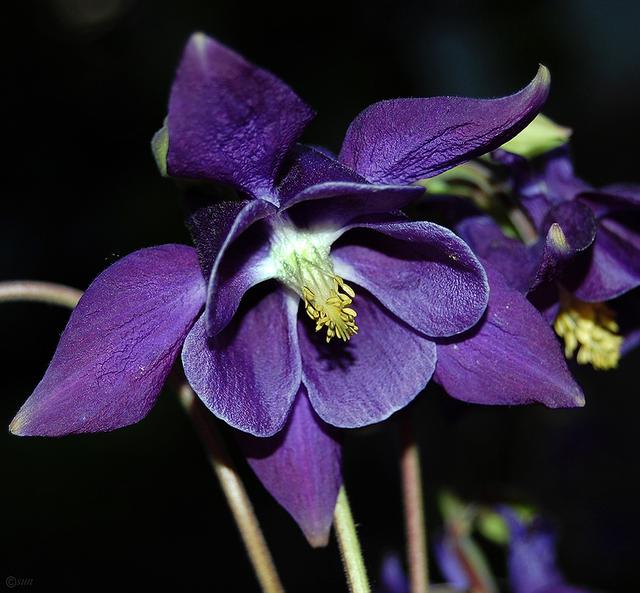 欧耧斗菜 Aquilegia vulgaris