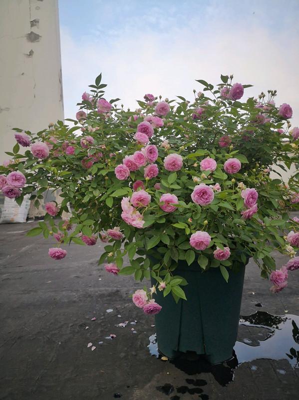 一种很“香”的阳台盆栽花，风吹进屋子，都带着香气，花期也很长