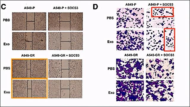 吉林大学第一医院多篇SCI”上榜”PubPeer