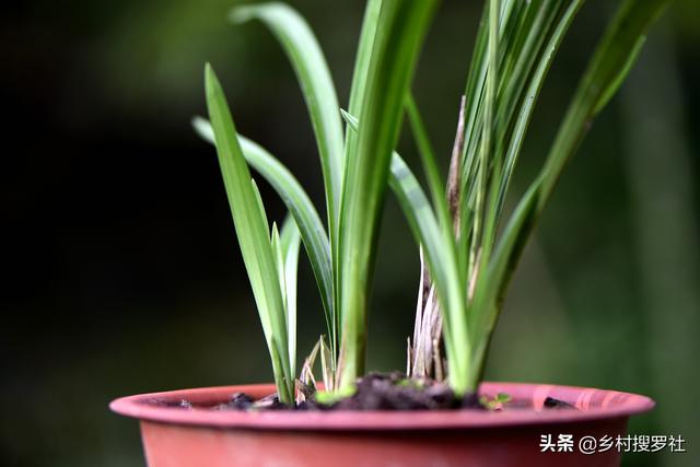 兰花浇水有配方吗？碱性水质怎么办？两招可以解决问题