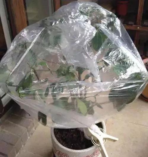 秋冬天冷，盆栽植物该怎么保暖？用上这些废品，成活率高多了