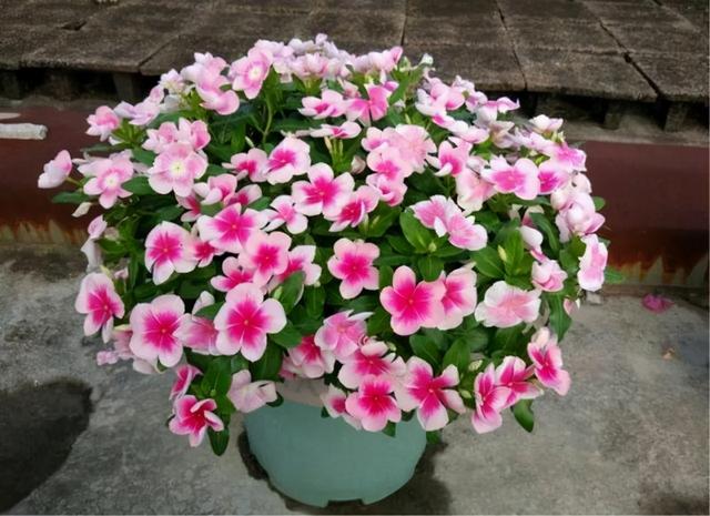 4种花“常年开放、有香味”，家里养1盆，年年有花看