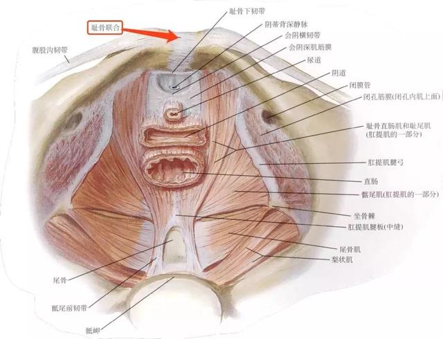 宝贝一家亲|准妈妈孕晚期有一个部位开始疼，证明宝宝入盆了，痛感强更好生娃