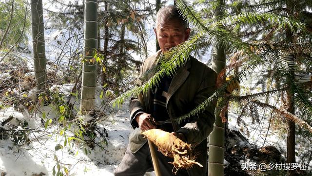 挖笋的技巧图解，学会这6招，你也可以挖到冬笋