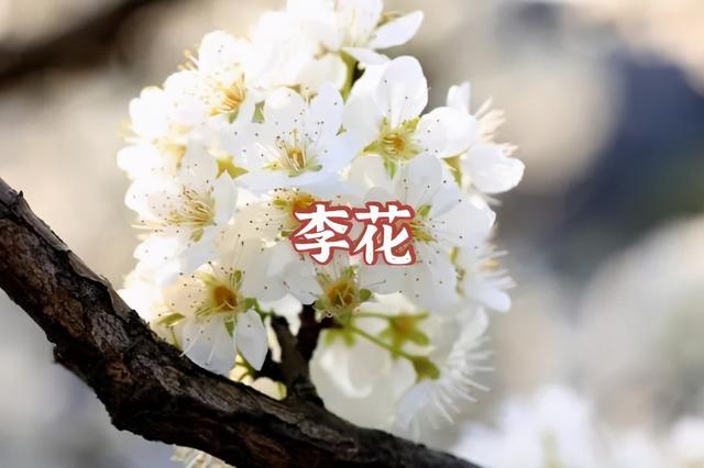 答案|春天来啦！我宣布：上海人“花痴”等级考开始！全答对算侬结棍