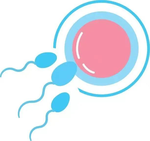 精子|啪啪造人，时机很重要，六招助你好孕
