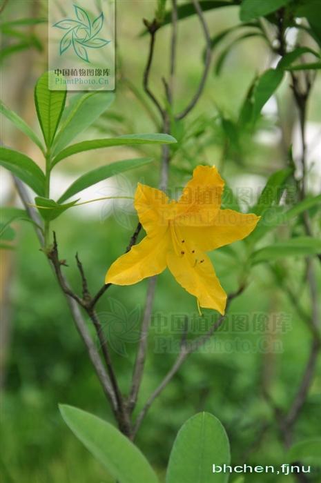 老虎花，见过吗？有大毒！用于风湿痹痛、痛风、皮肤顽癣