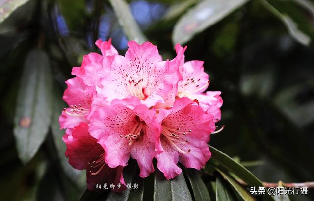 [旅行百事通]中国最大最美的高山杜鹃，没有之一（原创）@头条摄影