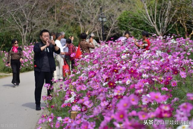 荒芜人烟的野草，看着美丽的花朵