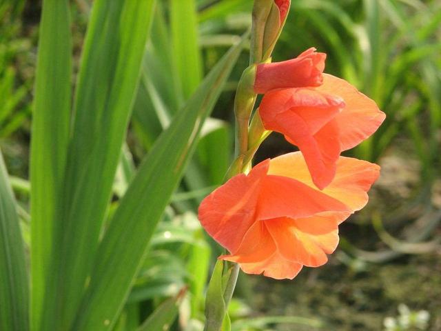 注意这几个小细节，剑兰爆盆无压力，一看就能学会