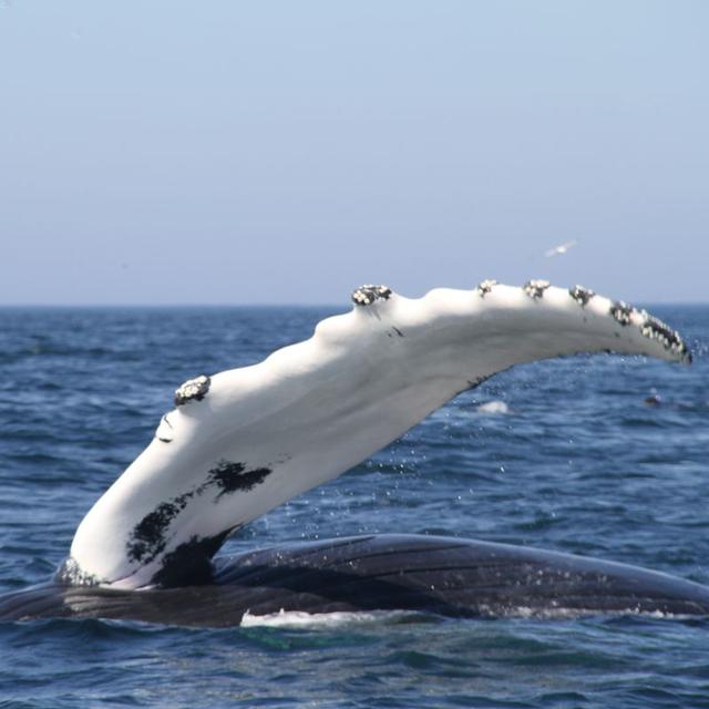 [旅行柚子君]在加拿大的星空下，闪耀女神的光芒吧