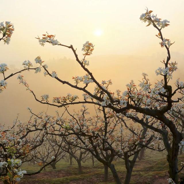 趣旅游■中国绿都 最氧三明 | 掬一捧春色,赏建宁桃红梨白……