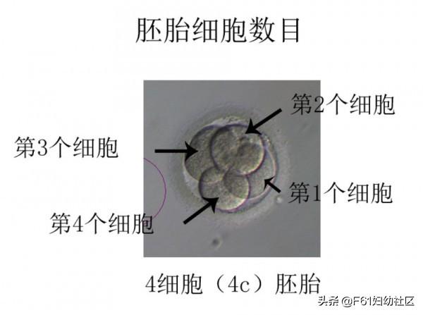 生活矜持点|试管婴儿胚胎评分和胚胎移植、冷冻、丢弃标准
