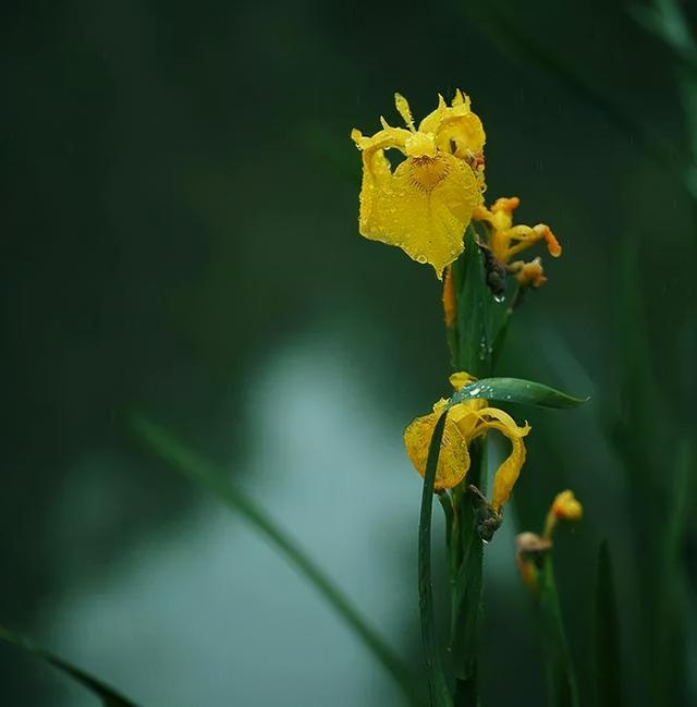 地被花卉篇——雨水花园里的植物们