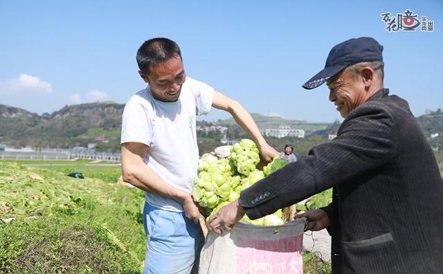 榨菜|万花瞳丨从“青疙瘩”到“金元宝”！来看“国民下饭菜”诞生记