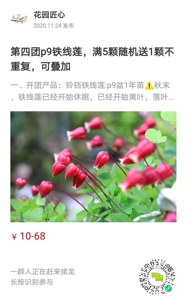 硬核开花机器，“铁线莲”来袭，绝对撞击你的心灵