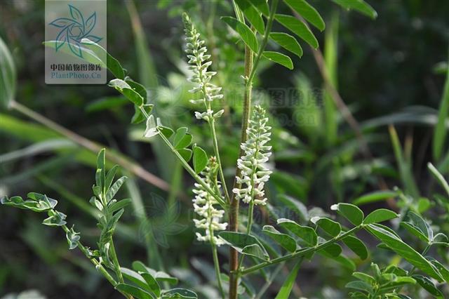 神农本草图经，薯蓣 菊花 甘草 人参 石斛 石龙芮