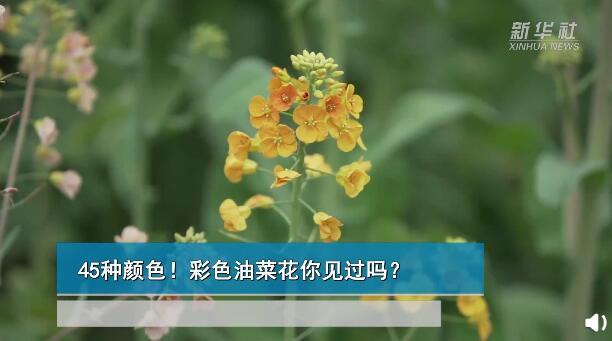 东辉|45种颜色油菜花！你见过吗？