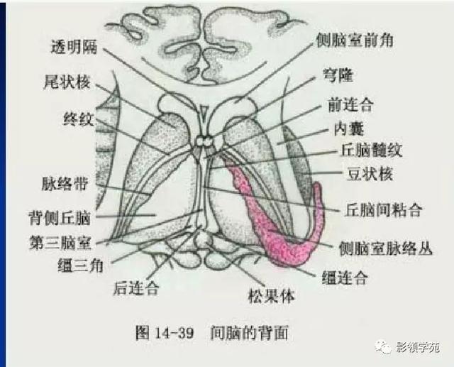 垂体病变的MRI诊断