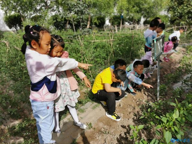 你的育儿经|甘州区第二幼儿园童心走进开心农场活动