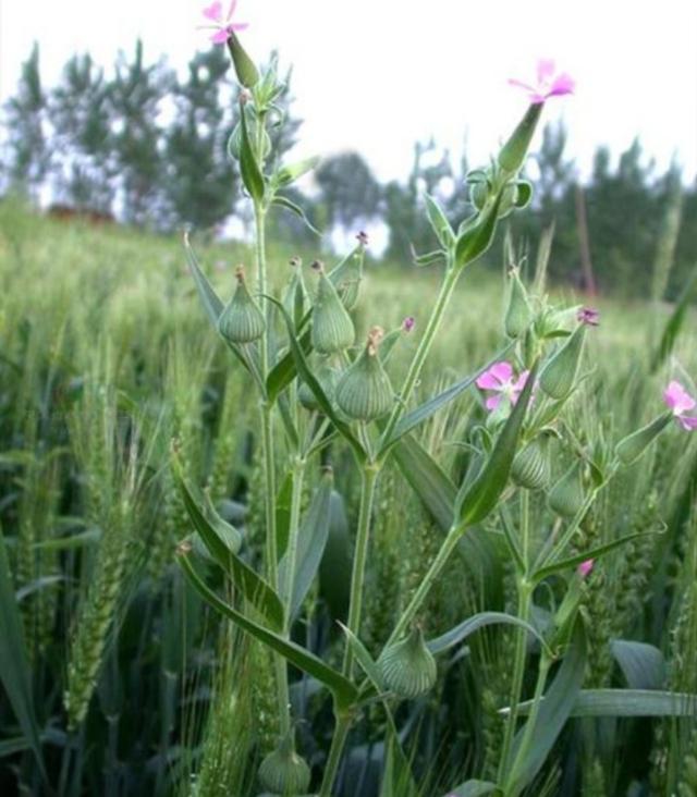 [你的育儿经]我的育儿观察——植物篇